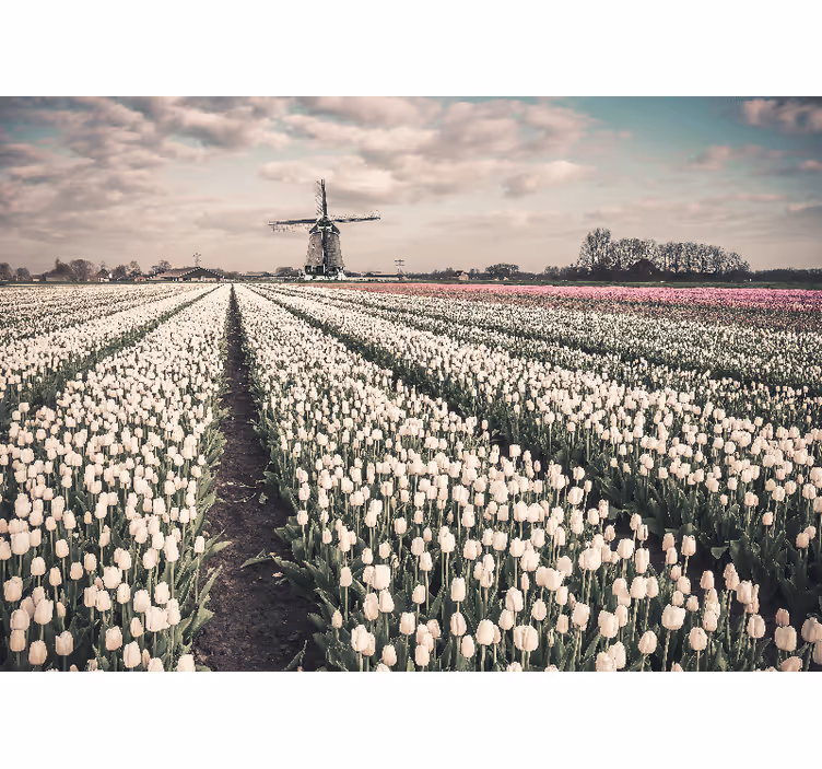 Fototapeta květiny tulipánové pole - TenStickers