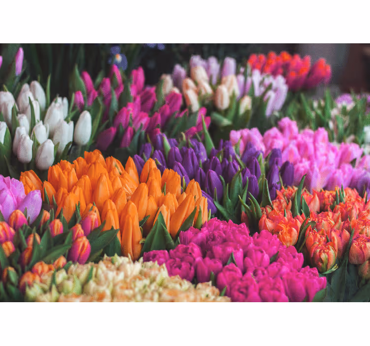 Fototapeta květiny tulipánová zahrada - TenStickers