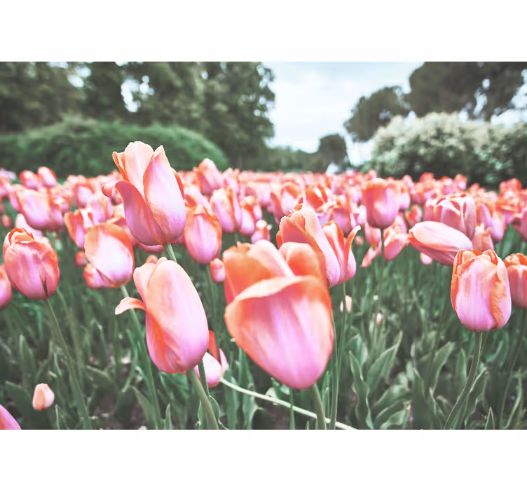 Maková fototapeta kvetoucí tulipánové pole - TenStickers