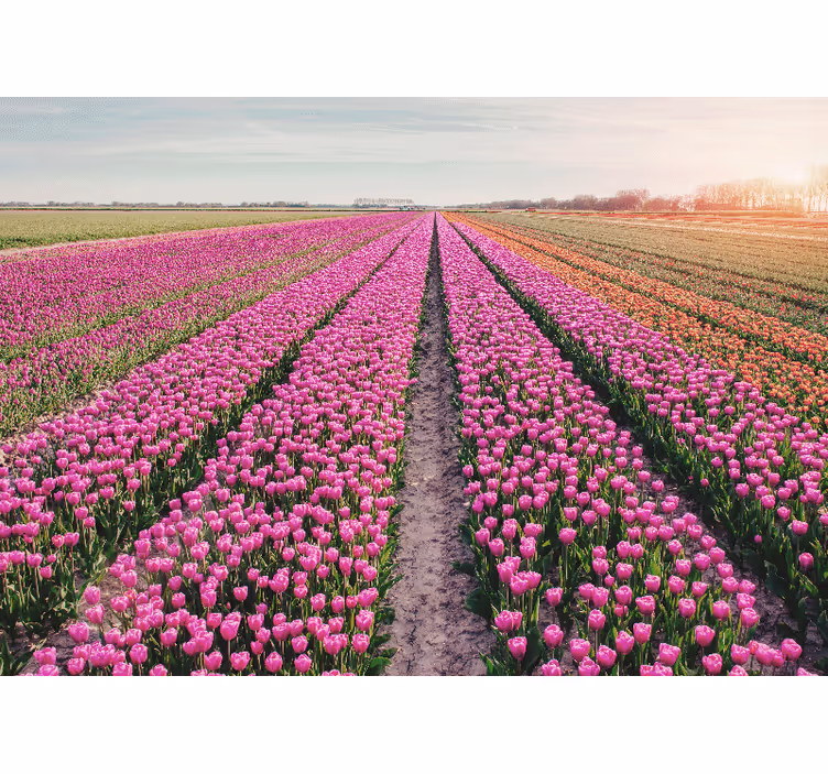 Fototapeta květiny tulipánová louka - TenStickers