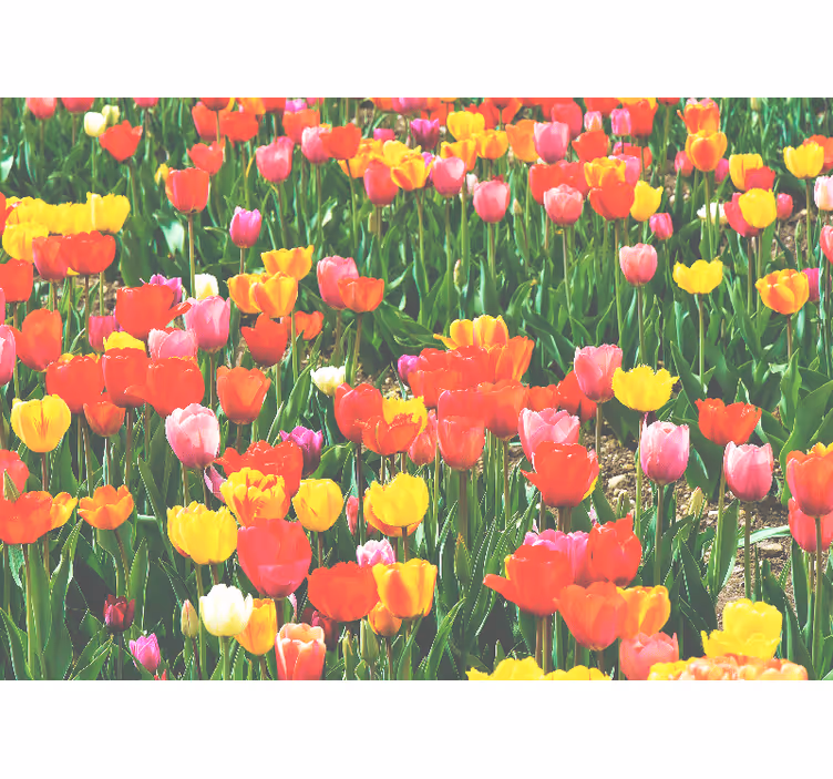 Fototapeta květiny tulipánové pole v květu - TenStickers