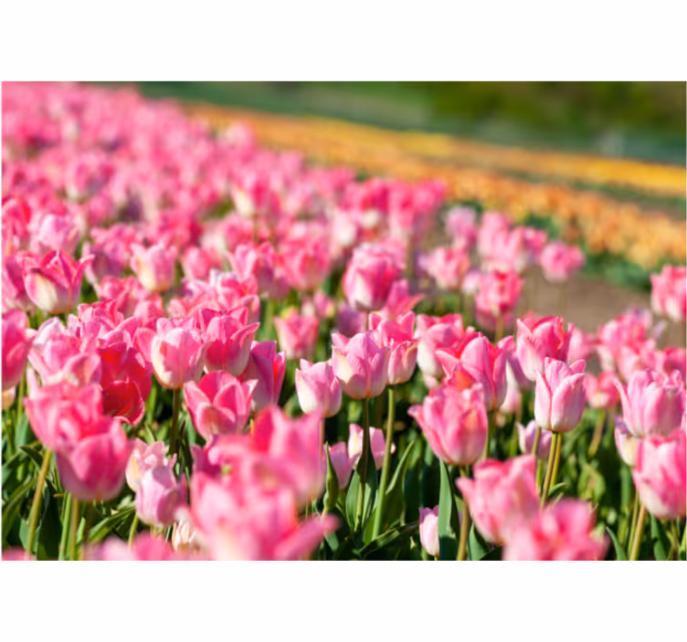 Fototapeta růžové pole tulipánů - TenStickers