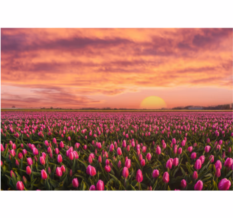 Fototapeta květiny tulipánové pole při západu slunce - TenStickers