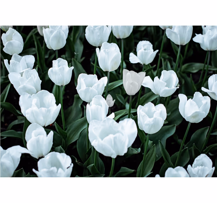 Fototapeta květiny elegantní bílé tulipány - TenStickers