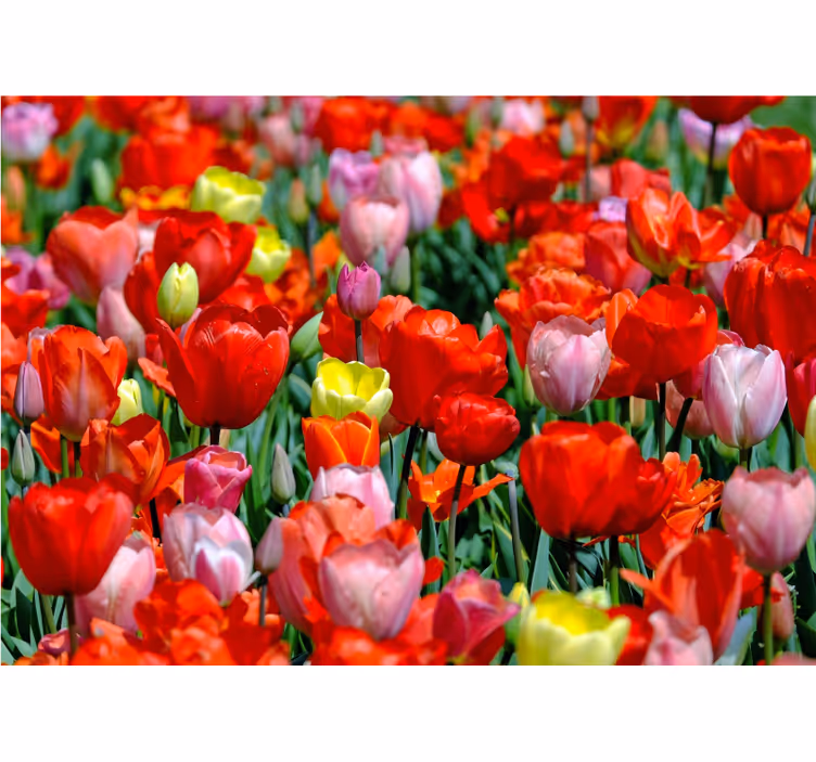 Fototapeta květiny barevná tulipánová louka - TenStickers