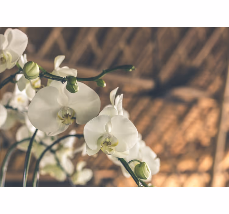 Bílá orchidej strukturovaná fototapeta - TenStickers
