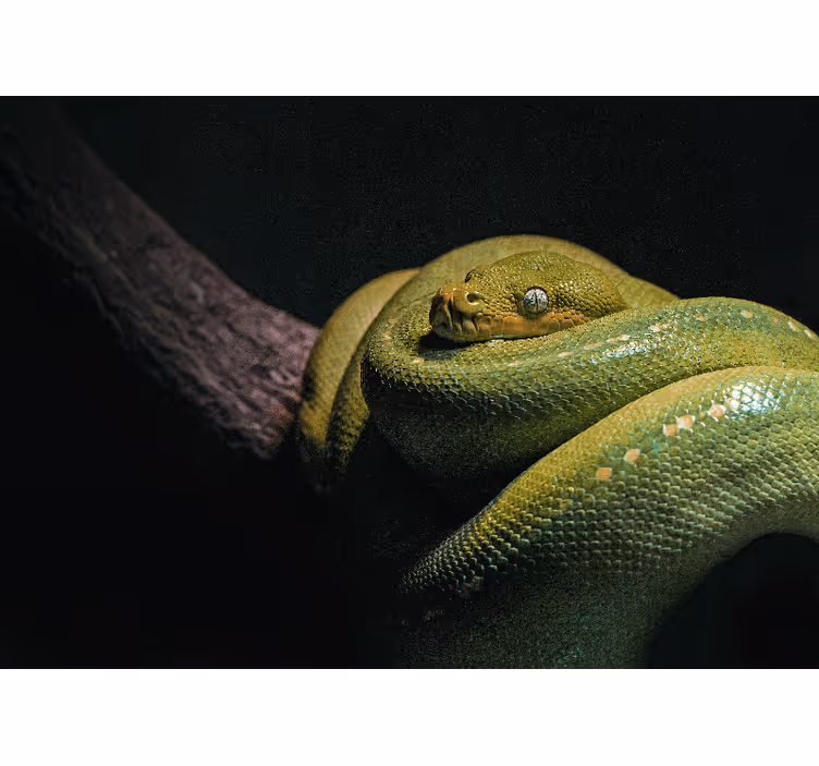 Fototapeta zvířata smaragdový zelený python - TenStickers