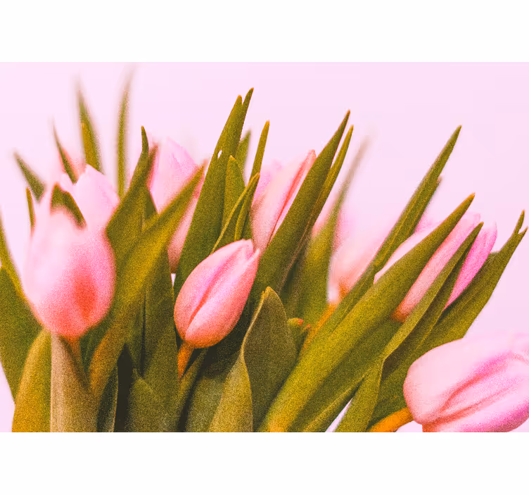 Fototapeta tulipány na růžovém pozadí - TenStickers