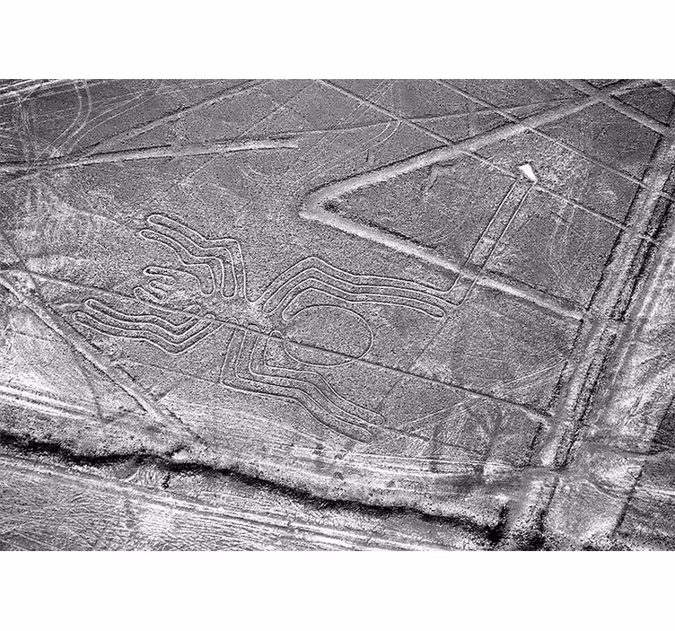 Fototapeta zvířata nazca pavouk geoglyf - TenStickers