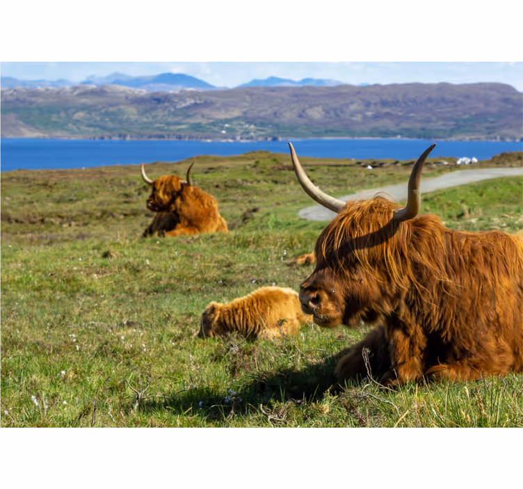 Fototapeta skupina highland cow - TenStickers