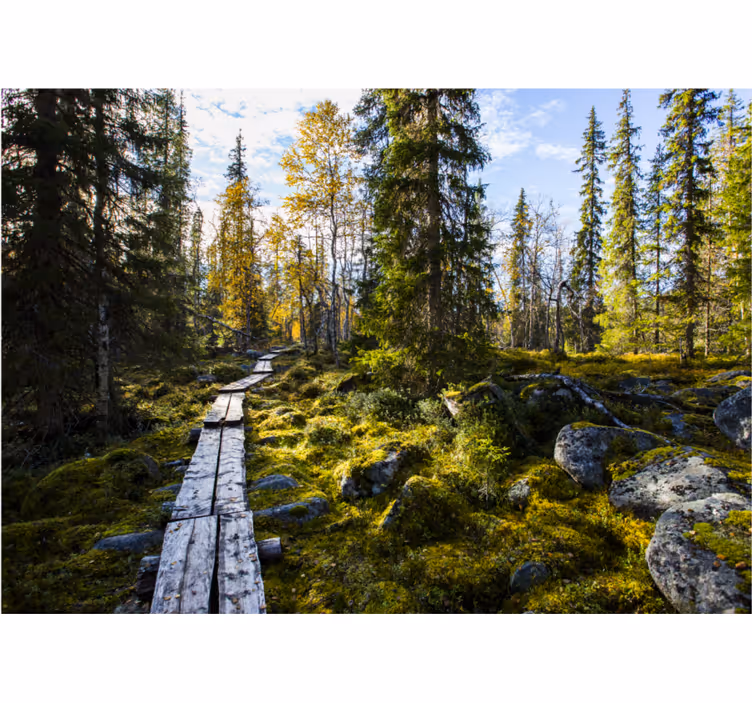 Fototapeta národní park koli - TenStickers