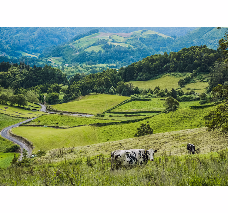 Fototapeta zelené krajiny s rolling fields - TenStickers