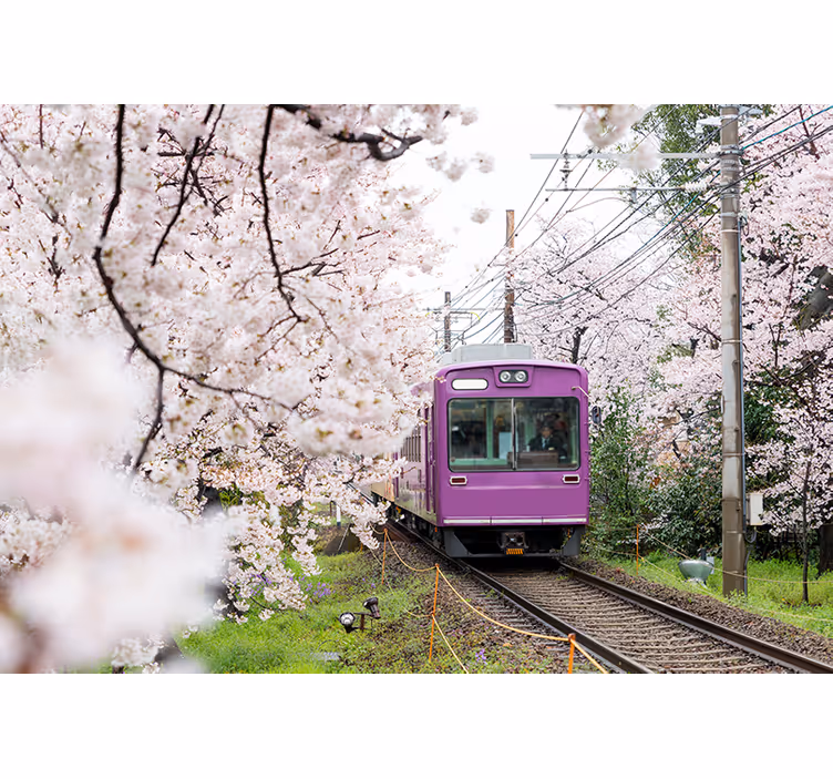 Fototapeta pro město a zemi japonský květinový vlak - TenStickers