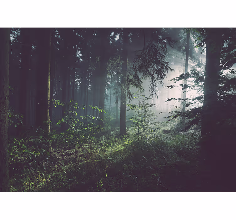 Temně světle zelený les fototapeta - TenStickers