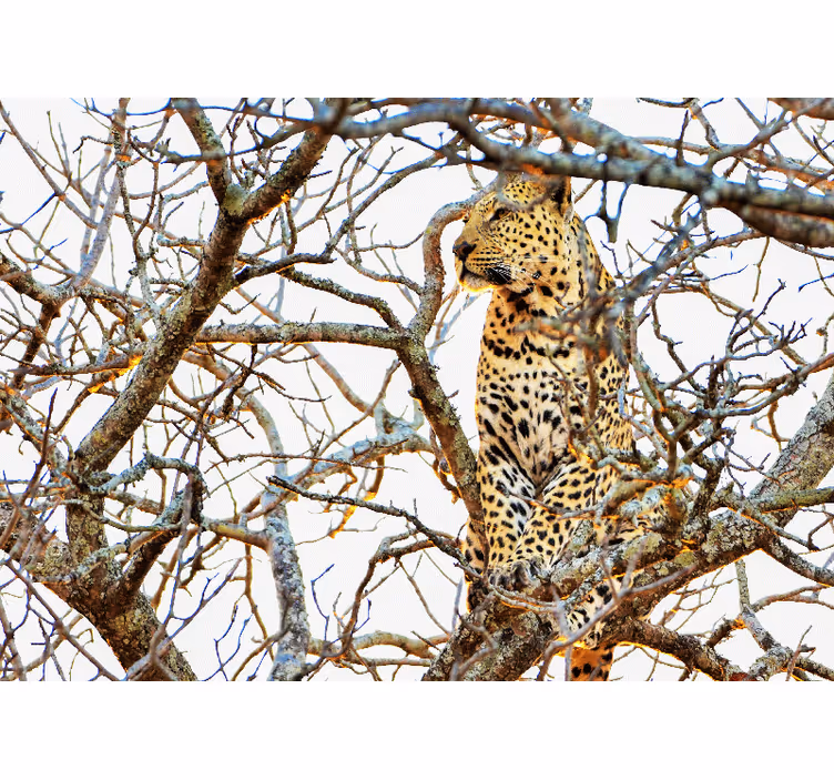 Leopard mezi větvemi Fototapeta zvířata - TenStickers