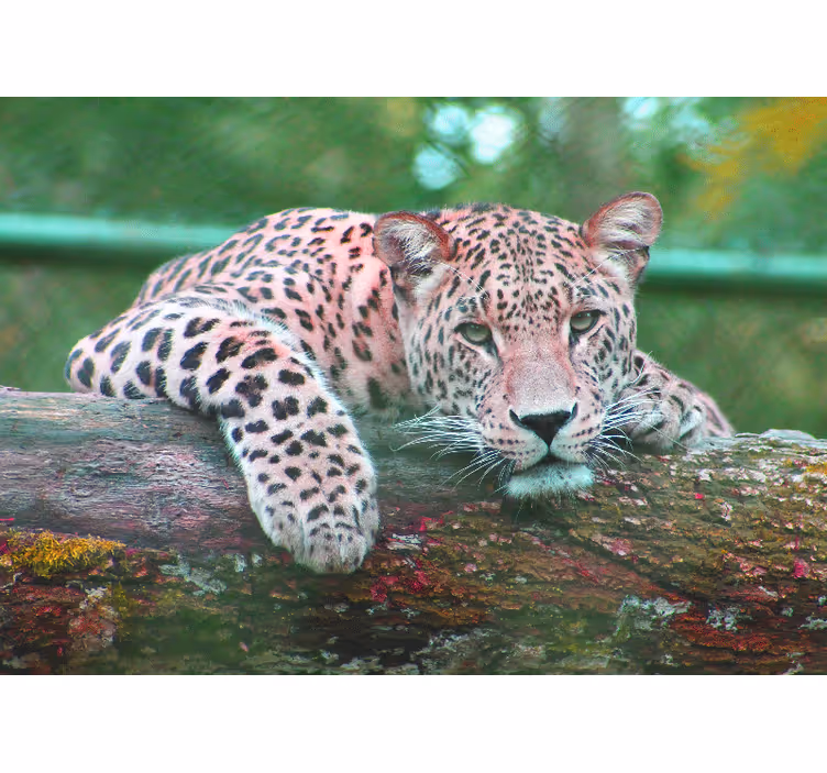 Fototapeta zvířata leopard odpočívající s grácií - TenStickers