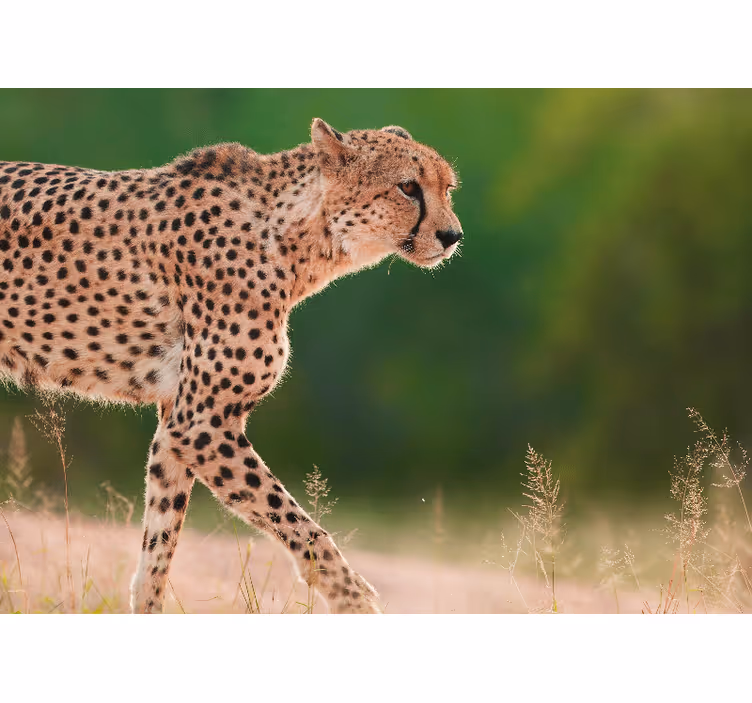 Fototapeta zvířata gepard v pohybu - TenStickers
