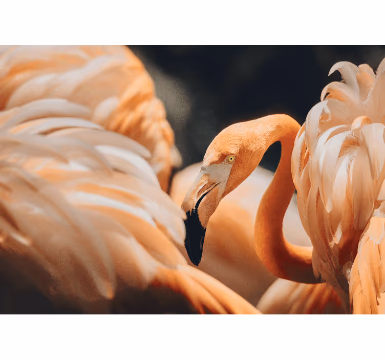 Fototapeta zvířata elegantní scéna s plameňákem - TenStickers