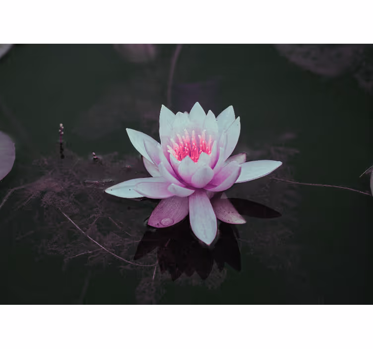 Elegance lotosového květu Fototapeta květina - TenStickers