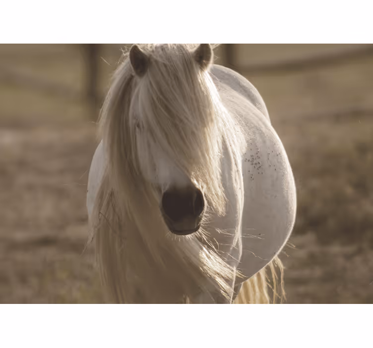 Fototapeta kůň s bílým obličejem - TenStickers
