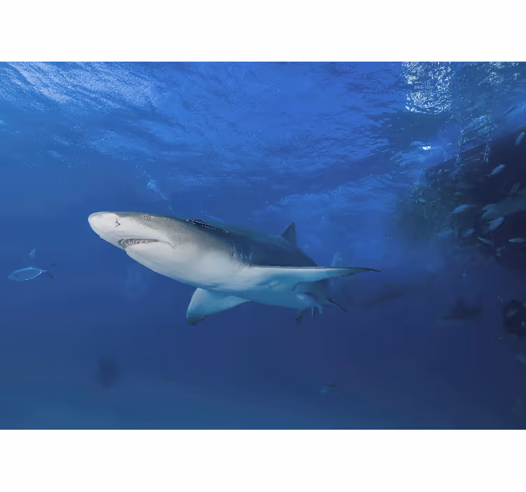 Žralok plavání v oceánu fototapeta - TenStickers
