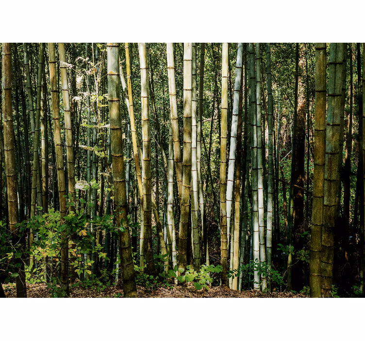 Bambusová fototapeta krajina bambusového háje - TenStickers