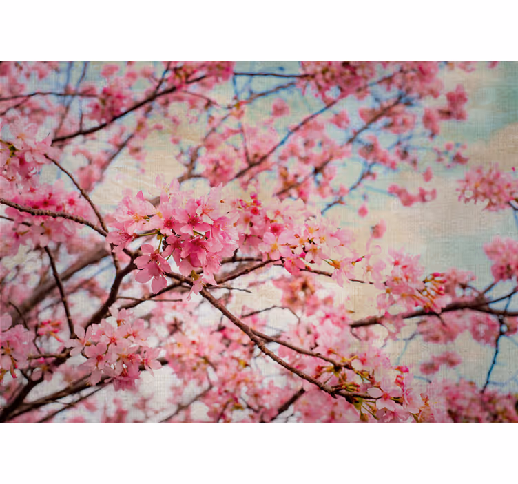 Fototapeta květiny sakura větve - TenStickers