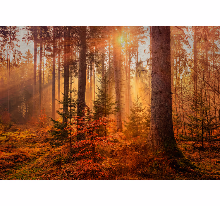 Fototapeta cesta na podzim hluboký les příroda - TenStickers