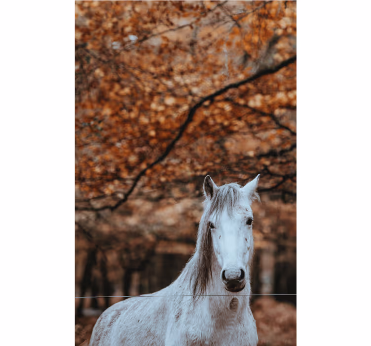 Majestátní bílý kůň Fototapeta zvířata - TenStickers