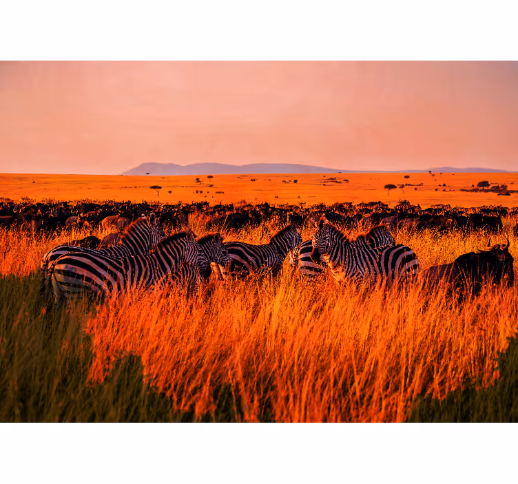 Příroda fototapeta zebry v serengeti - TenStickers
