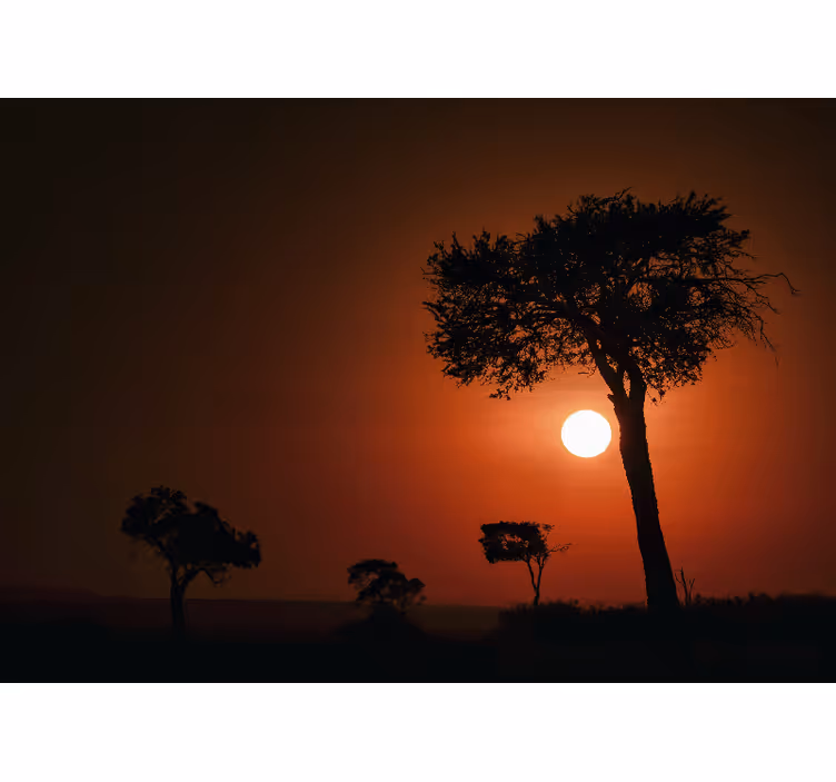 Fototapeta sunny bright savannah afrika - TenStickers