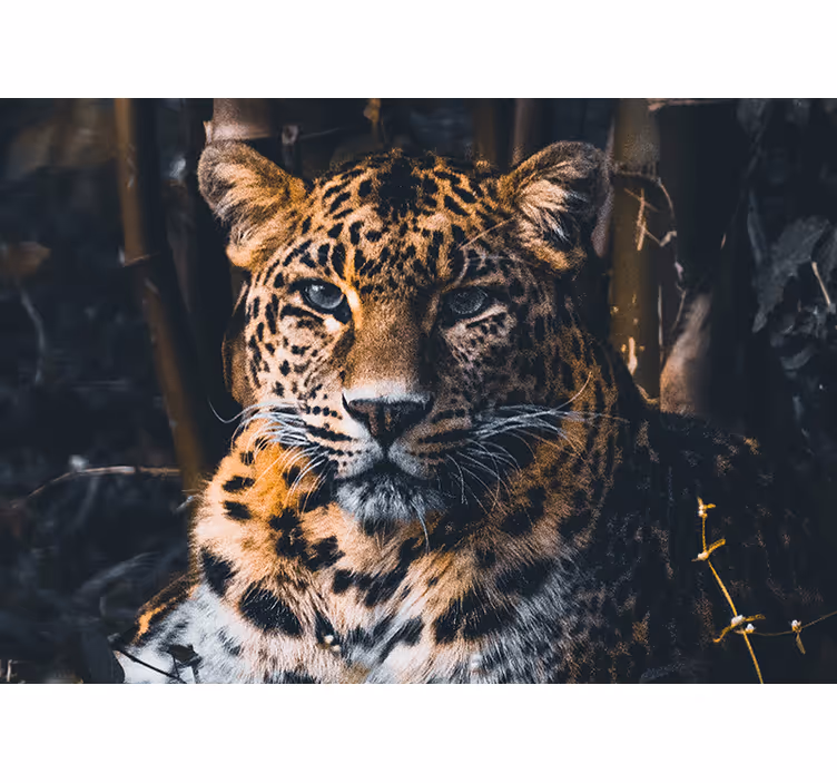 Fototapeta zvířata hlava majestátního leoparda - TenStickers