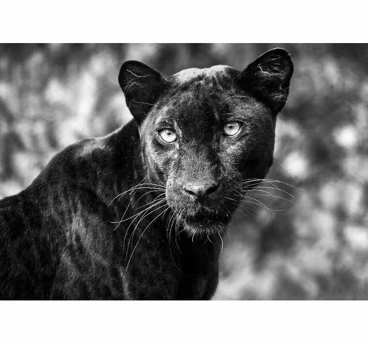 Fototapeta krásná panter černá afrika - TenStickers