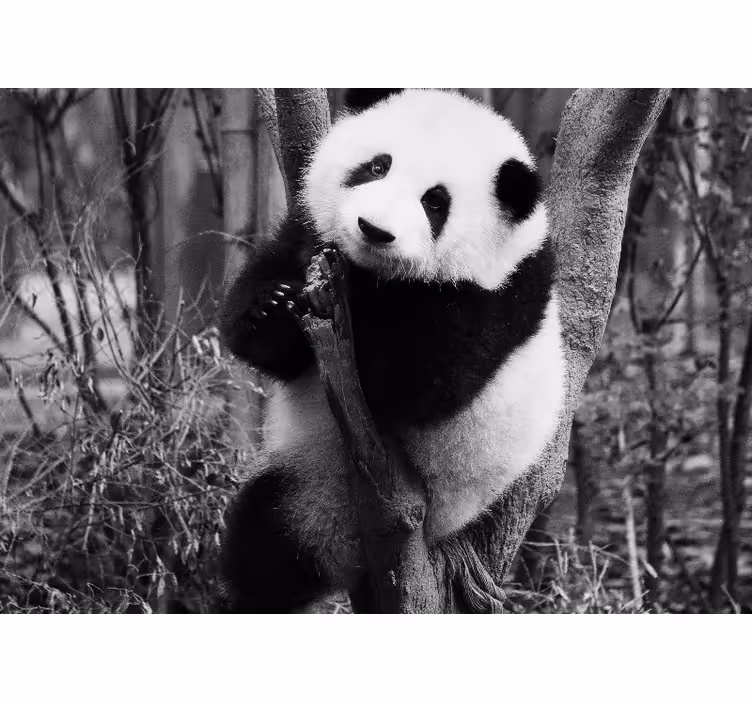 Fototapeta zvířata panda na stromě - TenStickers