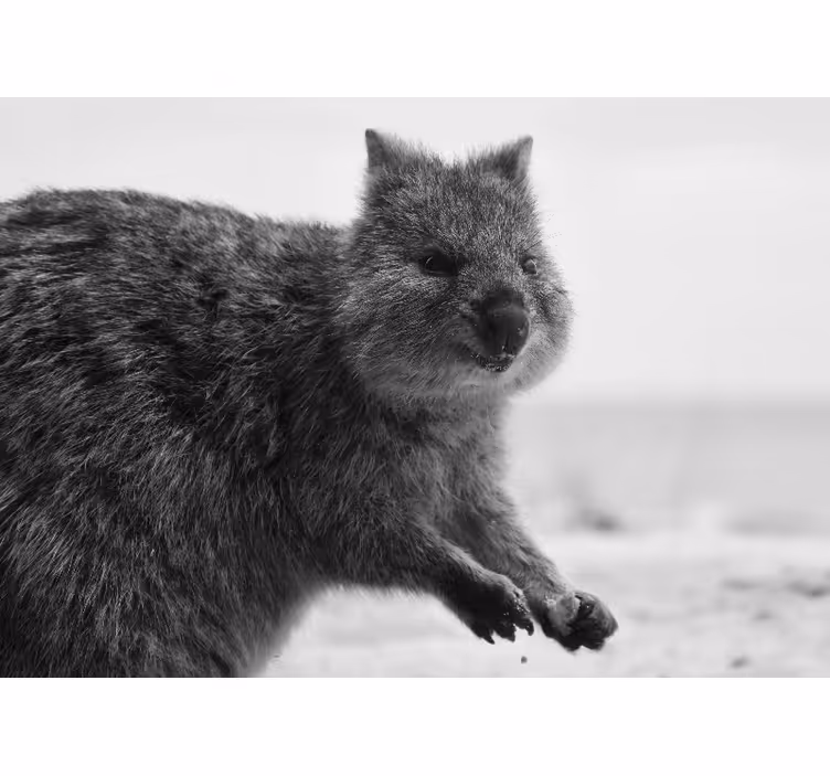 Fototapeta zvířata detailní výraz wombata - TenStickers