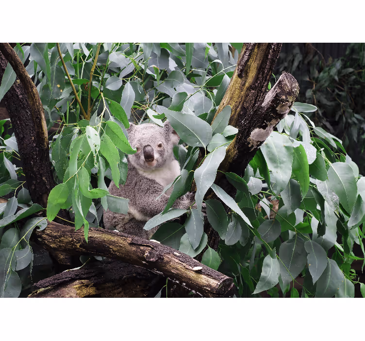 Fototapeta zvířata koala mezi listy - TenStickers