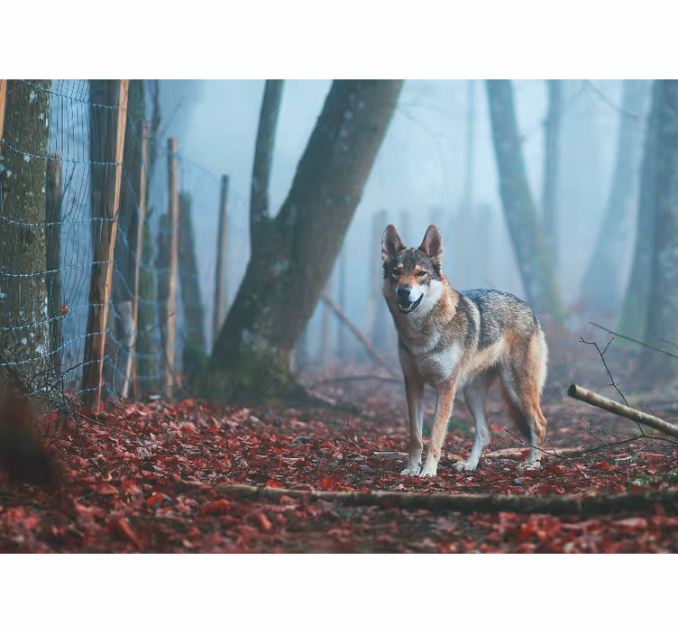 Fototapeta zvířata vlci v mlhavém lese - TenStickers