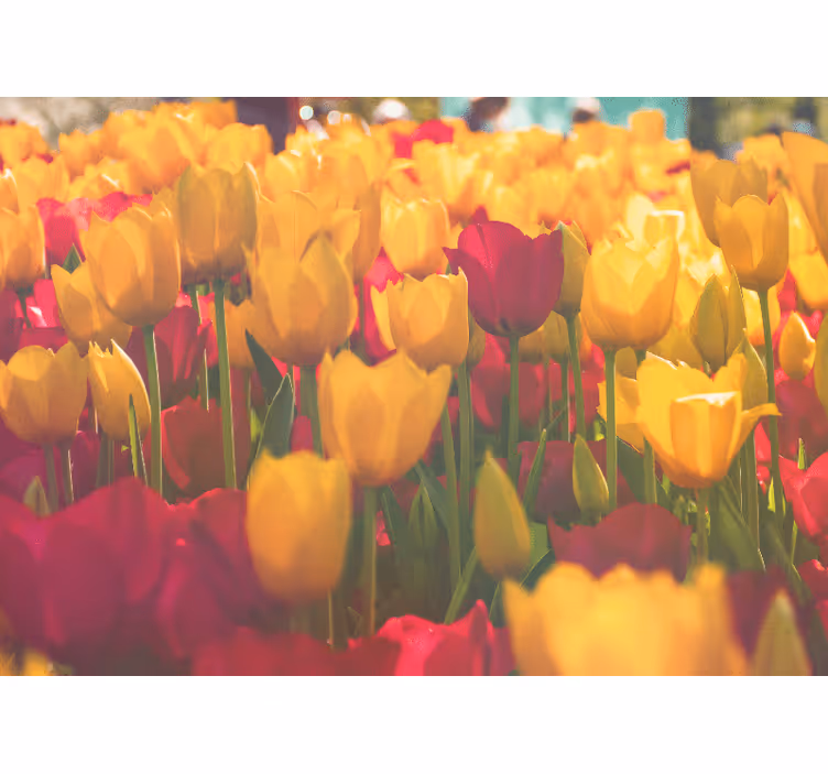 Fototapeta květiny tulipánové květinové pole - TenStickers