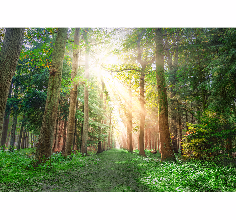 Fototapeta sunray stromy les - TenStickers