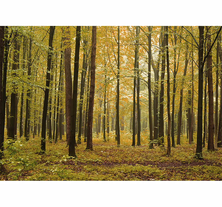 Fototapeta "cottagecore" lesní příroda - TenStickers