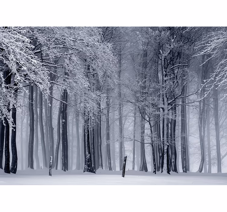 Zasněžená stromová krajina Lesní fototapeta - TenStickers
