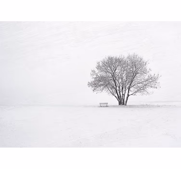 Příroda fototapeta osamělý zasněžený strom - TenStickers