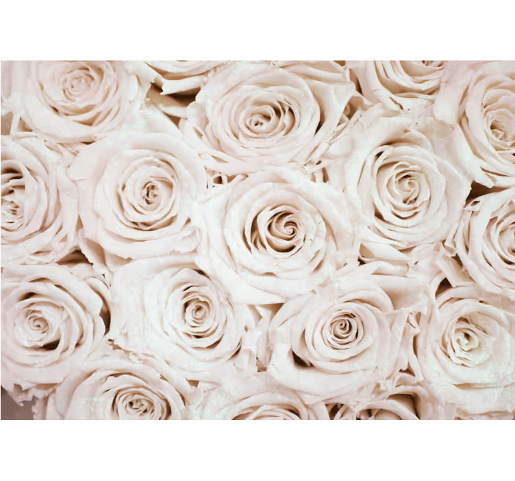 Fototapeta květiny jemné růžové uspořádání - TenStickers