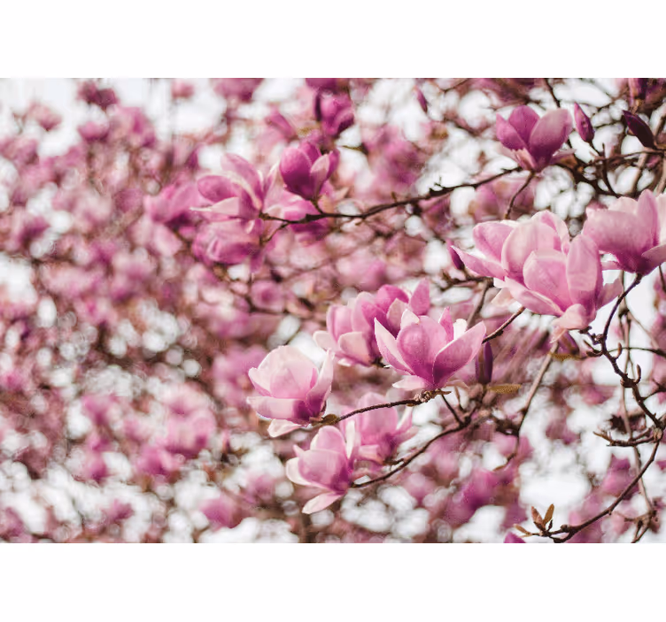 Magnolia fototapeta kvetoucí magnolie - TenStickers