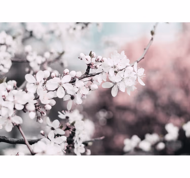 Fototapeta květiny kvetoucí sakura větve - TenStickers