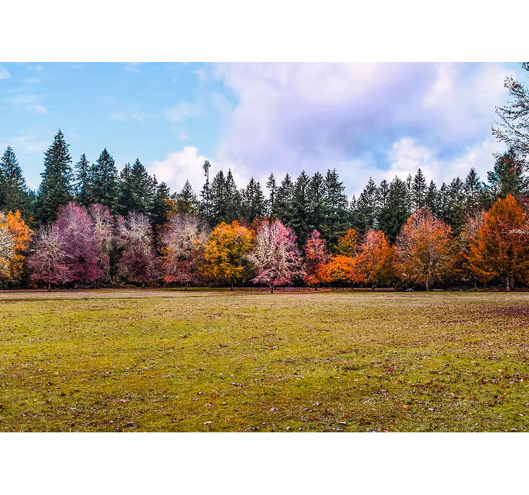 Fototapeta příroda venkovní park manželství - TenStickers