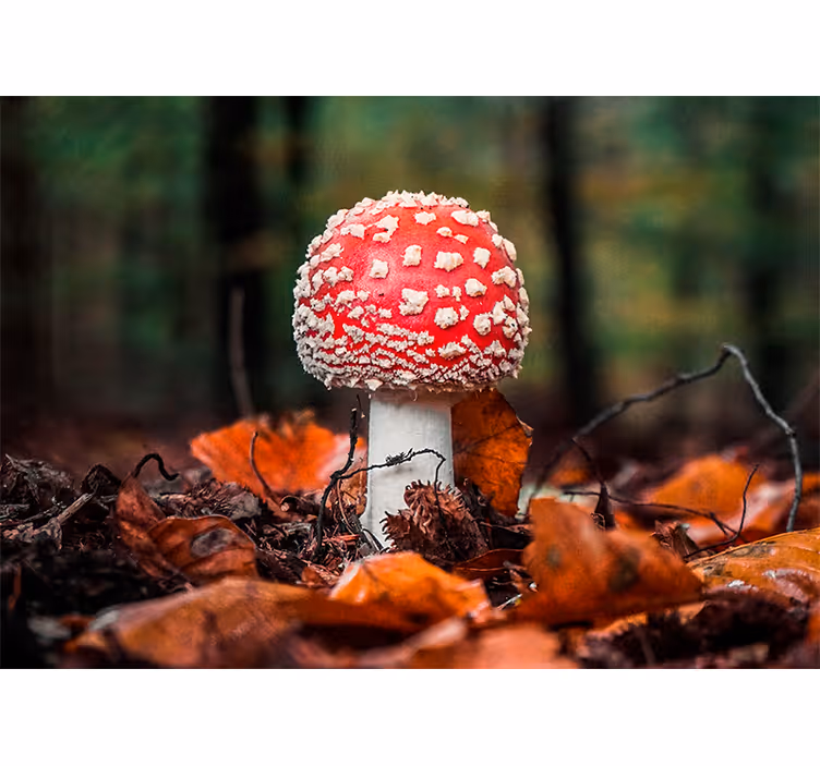 Příroda fototapeta houbový červený klobouk - TenStickers