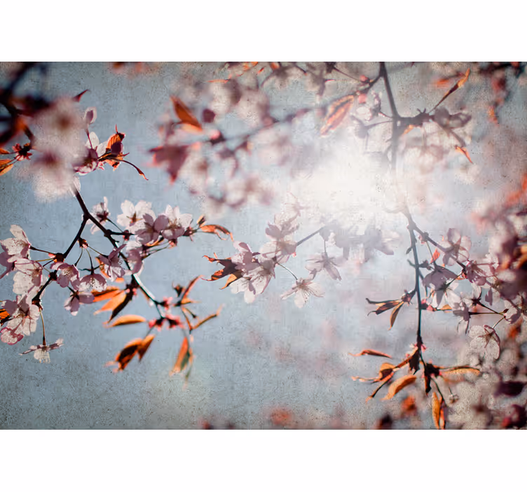 Fototapeta květiny sakura větvičky - TenStickers