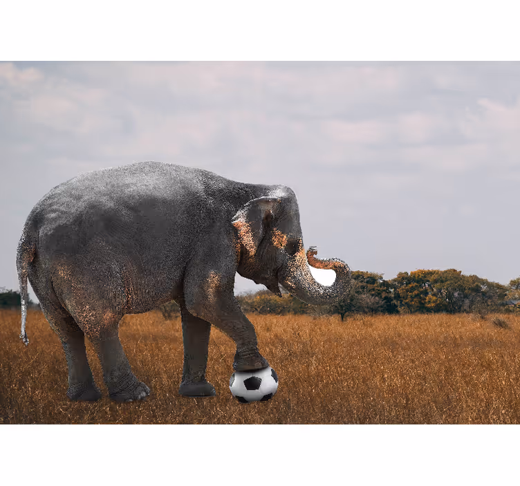 Fototapeta zvířata slon hrající fotbal - TenStickers