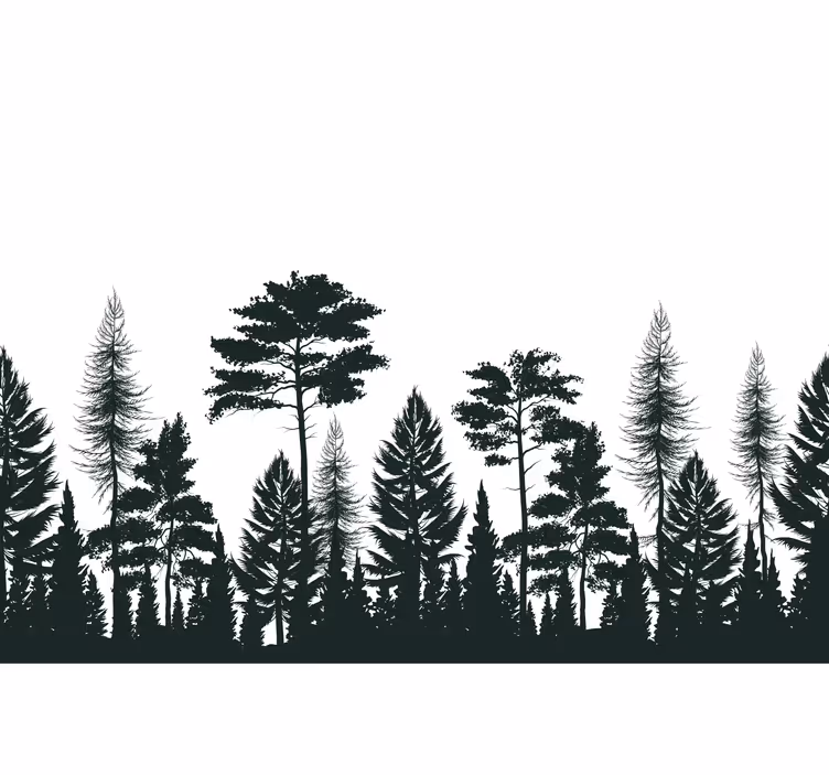 Fototapeta borovice silueta lesa - TenStickers